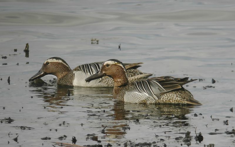 Årta - Garganey (Spatula querquedula)