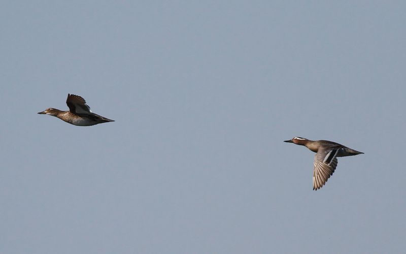 Årta - Garganey (Spatula querquedula)