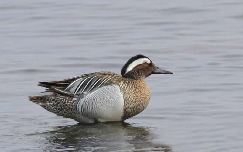 Årta - Garganey (Spatula querquedula)