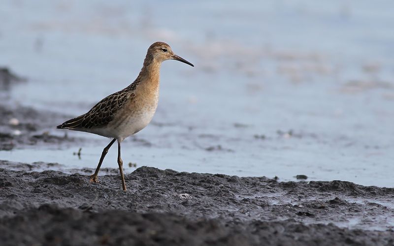 Brushane - Ruff (Calidris pugnax)