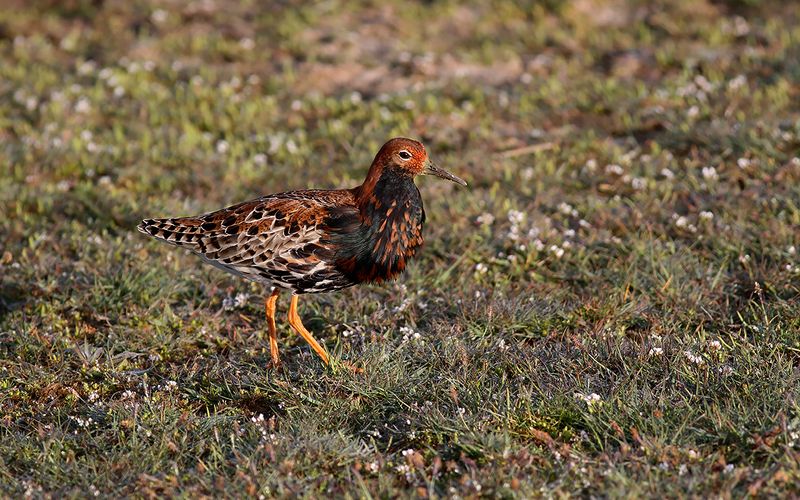 Brushane - Ruff (Calidris pugnax)