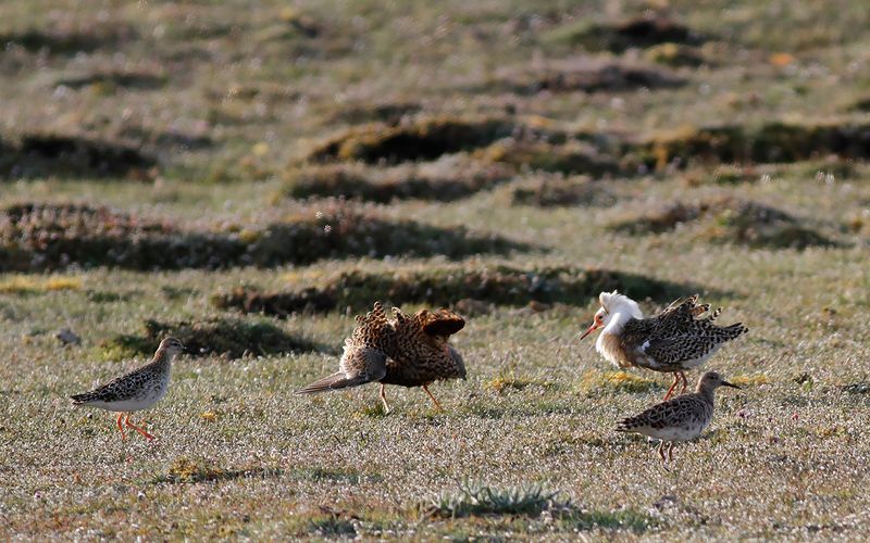 Brushane - Ruff (Calidris pugnax)