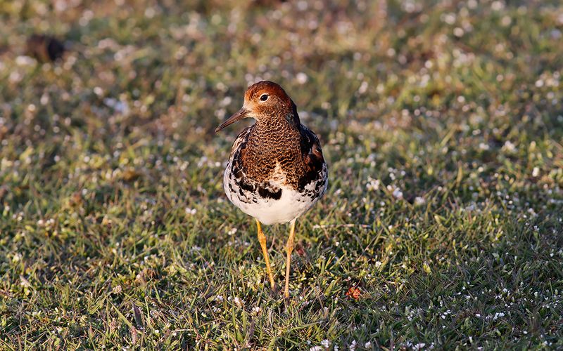 Brushane - Ruff (Calidris pugnax)