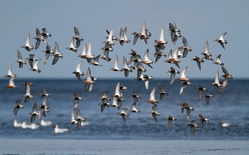 Vadare - Waders