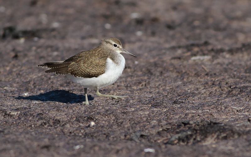 Drillsnäppa - Common Sandpiper (Actitis hypoleucos)
