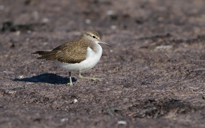 Drillsnppa - Common Sandpiper  (Actitis hypoleucos)