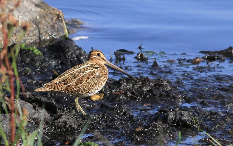 Enkelbeckasin - Common Snipe (Gallinago gallinago)