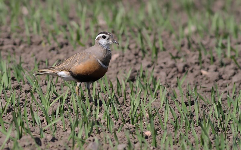 Fjllpipare -Eurasian Dotterel  (Eudromias morinellus)