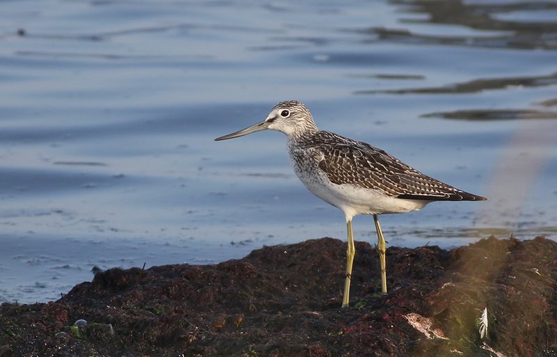 Gluttsnäppa - Common Greenshank (Tringa nebularia)