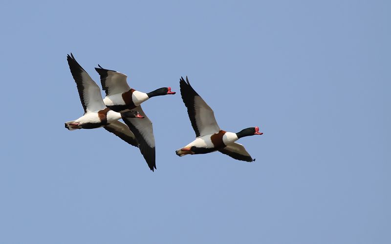 Gravand - Common Shelduck (Tadorna tadorna)