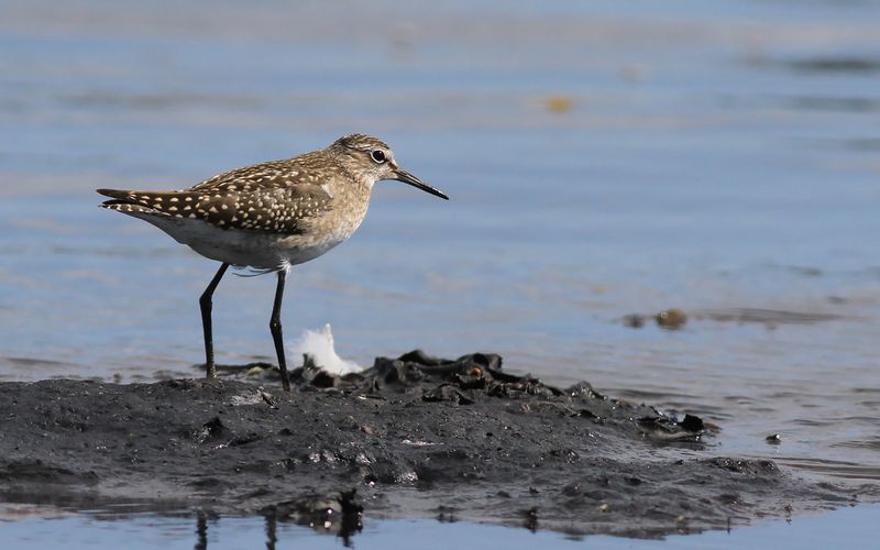 Grönbena - Wood Sandpiper (Tringa glareola)