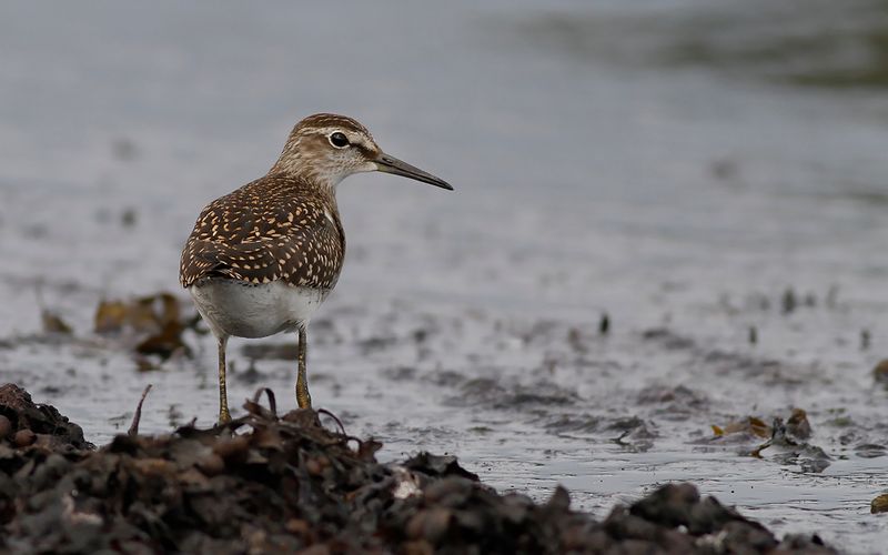 Grönbena - Wood Sandpiper (Tringa glareola)