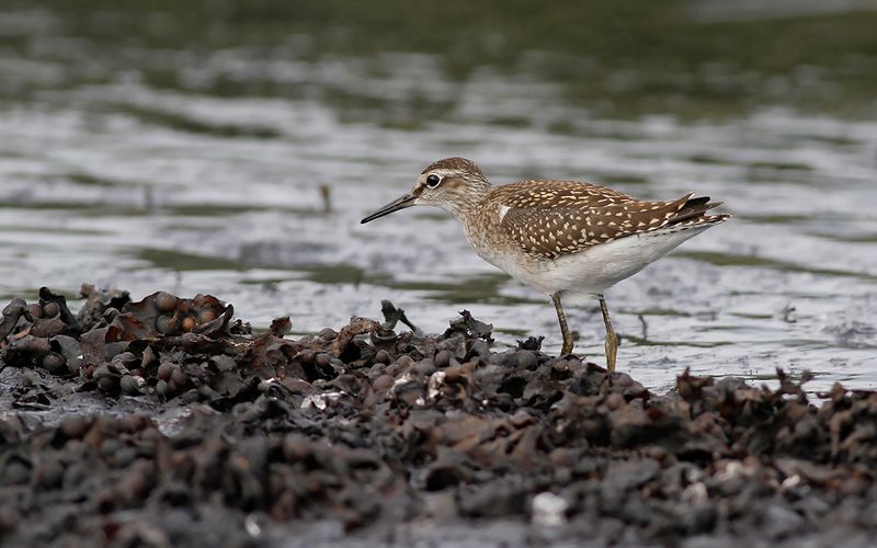 Grönbena - Wood Sandpiper (Tringa glareola)