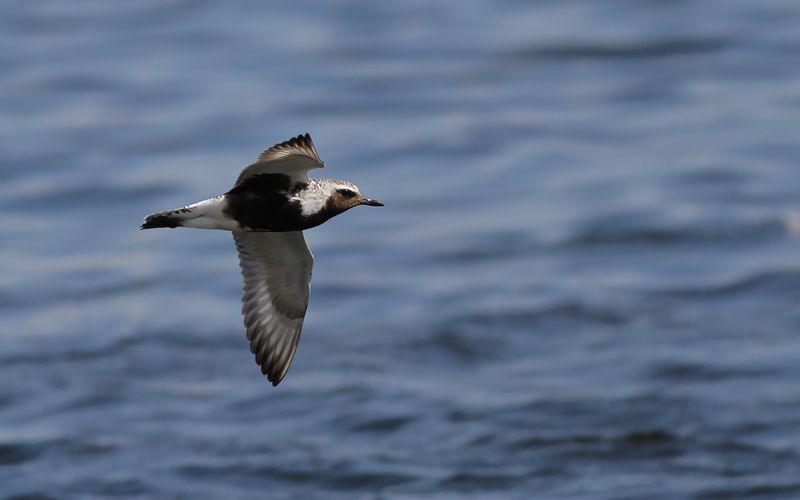 Kustpipare - Grey Plover (Pluvialis squatarola)