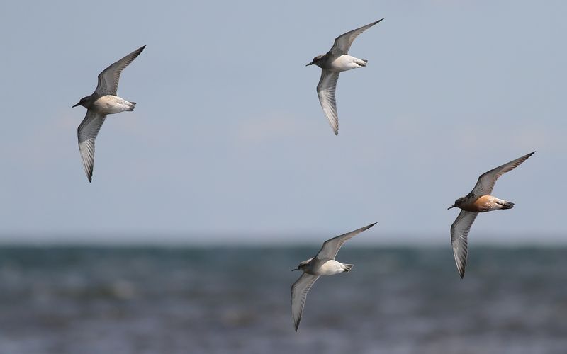 Kustsnäppa - Knot (Calidris canutus)