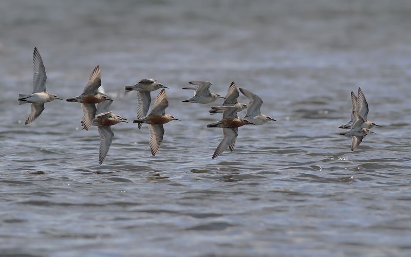 Kustsnäppa - Knot (Calidris canutus)
