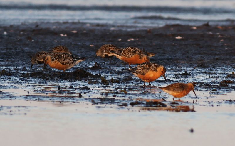 Kustsnäppa - Knot (Calidris canutus)
