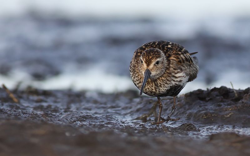 Kärrsnäppa - Dunlin (Calidris alpina)