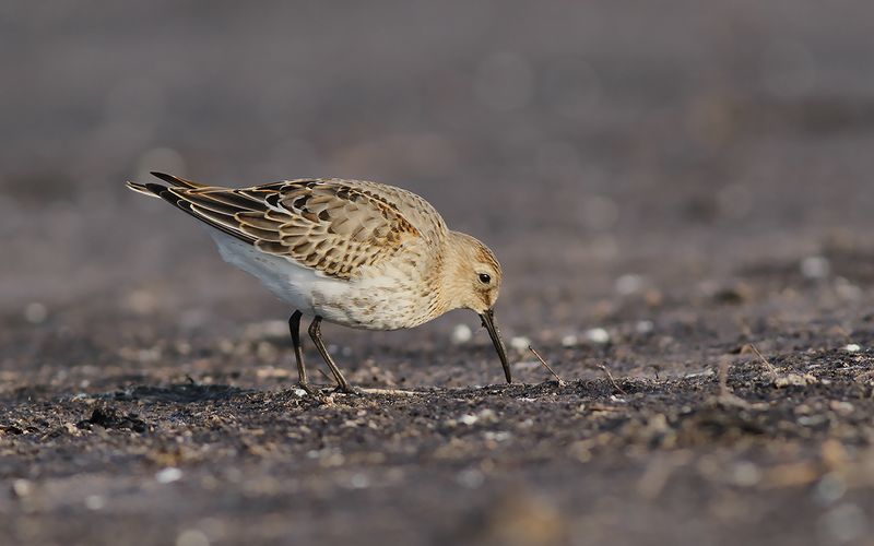Kärrsnäppa - Dunlin (Calidris alpina)