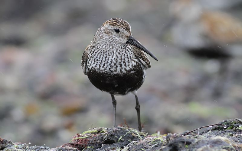 Kärrsnäppa - Dunlin (Calidris alpina)