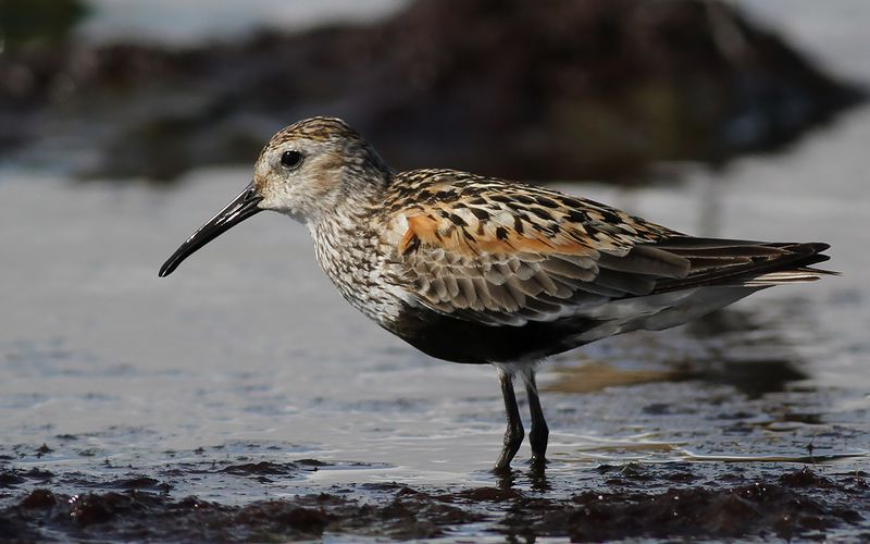 Kärrsnäppa - Dunlin (Calidris alpina)