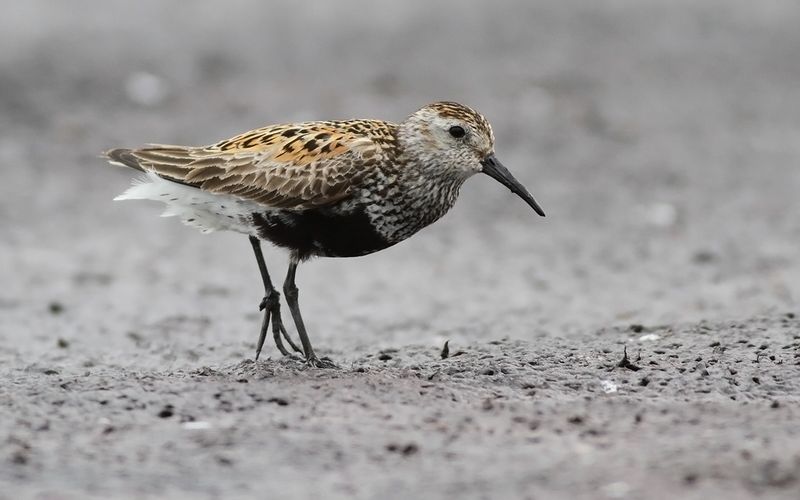 Kärrsnäppa - Dunlin (Calidris alpina)