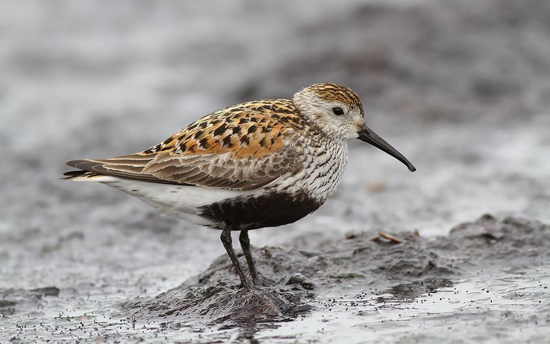 Kärrsnäppa - Dunlin (Calidris alpina)