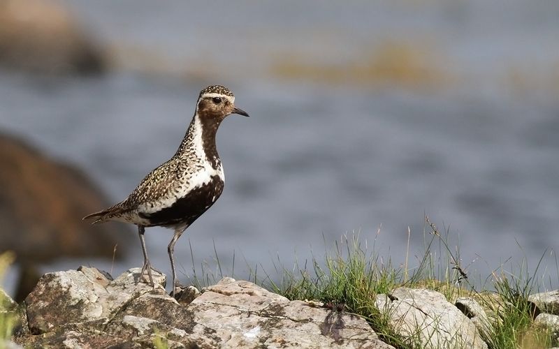 Ljungpipare - European Golden Plover (Pluvialis apricaria)