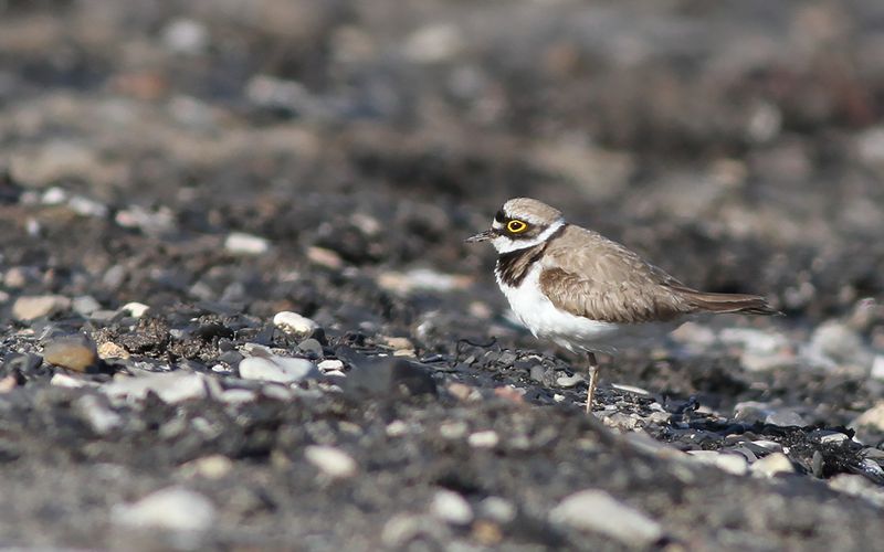 Mindre strandpipare - Little Ringed Plover (Charadrius dubius)