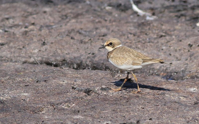 Mindre strandpipare - Little Ringed Plover (Charadrius dubius)