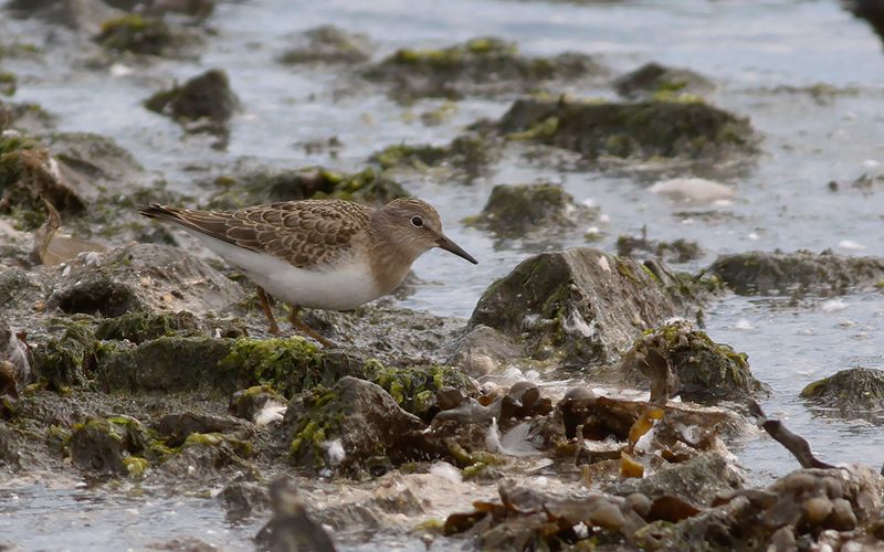Mosnäppa - Temminck's Stint (Calidris temminckii)