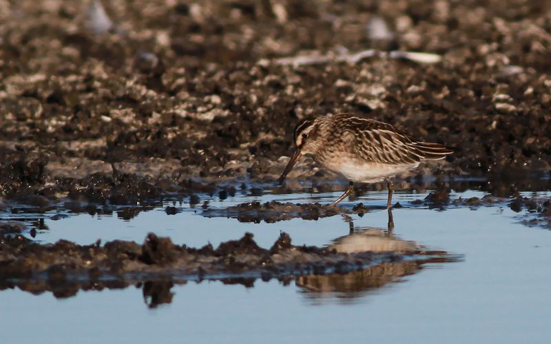 Myrsnäppa - Broad-billed Sandpiper (Calidris falcinellus)