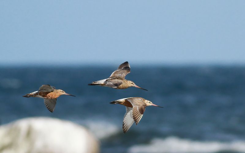 Myrspov - Bar-tailed Godwit (Limosa lapponica)