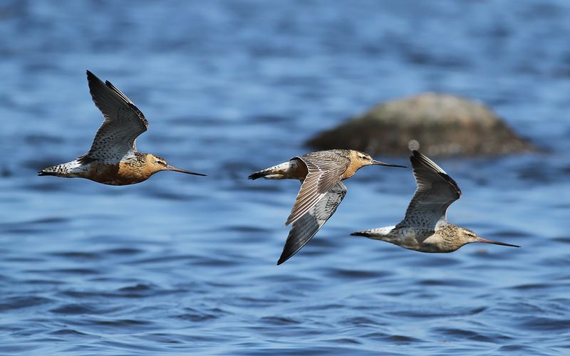 Myrspov - Bar-tailed Godwit (Limosa lapponica)