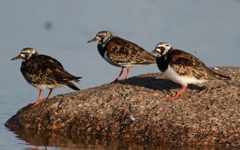 Roskarl - Turnstone (Arenaria interpres)