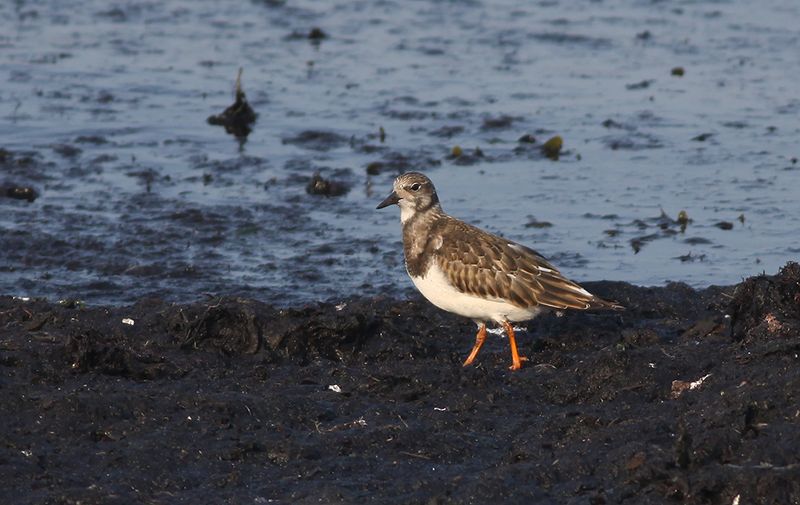 Roskarl - Turnstone (Arenaria interpres)