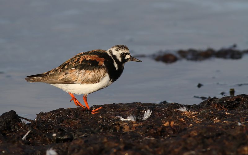 Roskarl - Turnstone (Arenaria interpres)