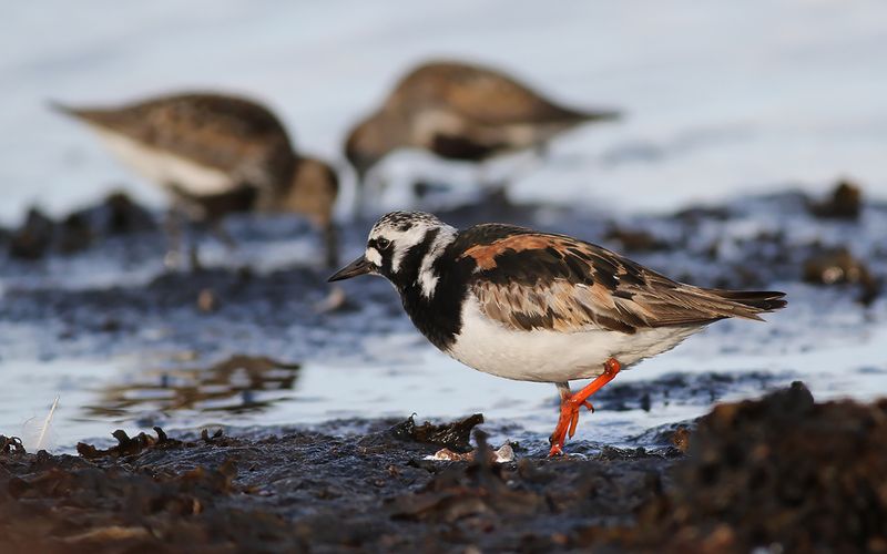 Roskarl - Turnstone (Arenaria interpres)