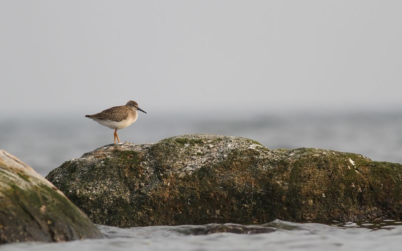 Rödbena - Redshank (Tringa totanus)