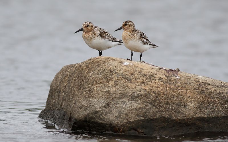 Sandlöpare - Sanderling (Calidris alba)