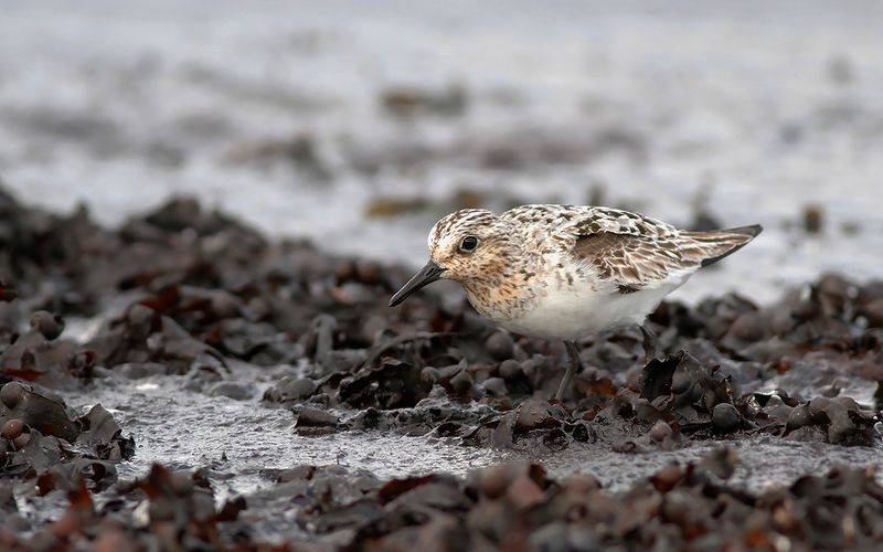 Sandlöpare - Sanderling (Calidris alba)