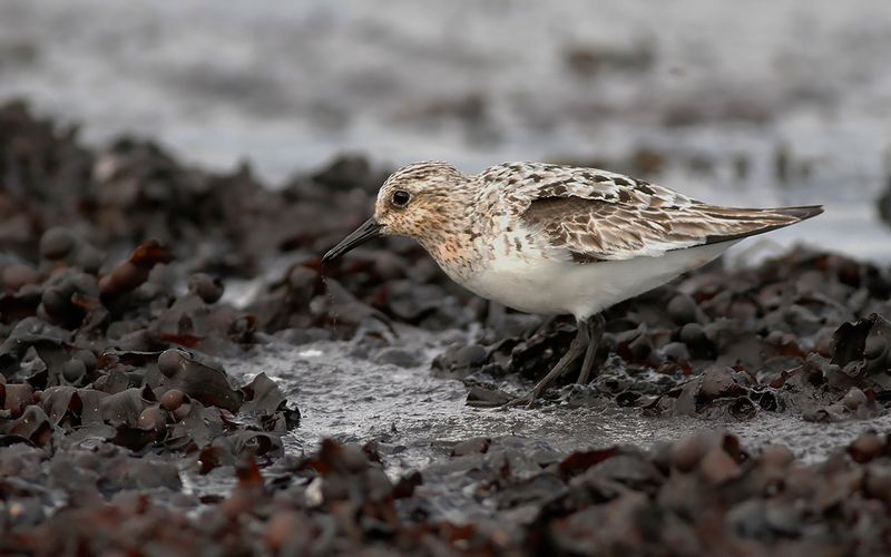Sandlöpare - Sanderling (Calidris alba)