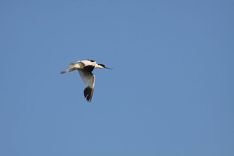 Skrflcka -  Avocet (Recurvirostra avosetta) 