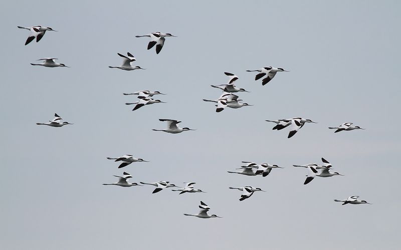 Skrflcka -  Avocet (Recurvirostra avosetta) 