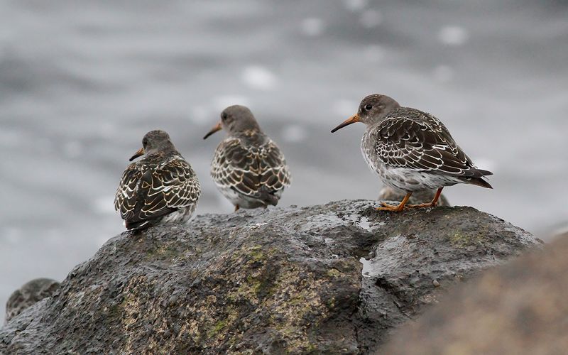Skärsnäppa - Purple Sandpiper (Calidris maritima)