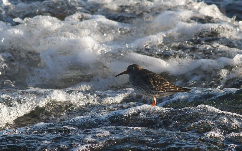 Skärsnäppa - Purple Sandpiper (Calidris maritima)