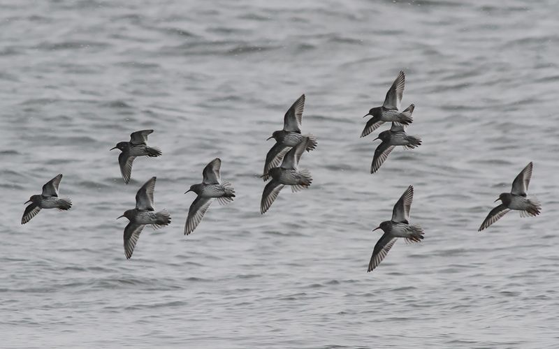 Skärsnäppa - Purple Sandpiper (Calidris maritima)