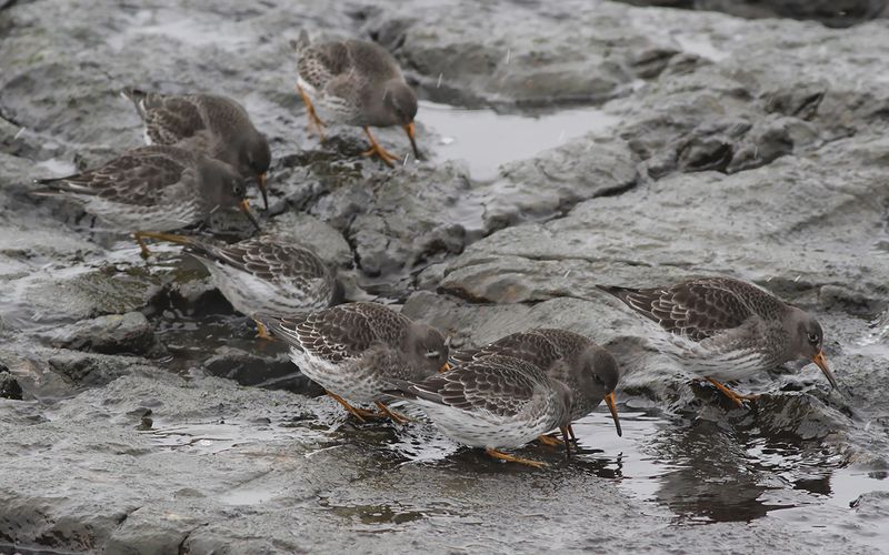 Skärsnäppa - Purple Sandpiper (Calidris maritima)