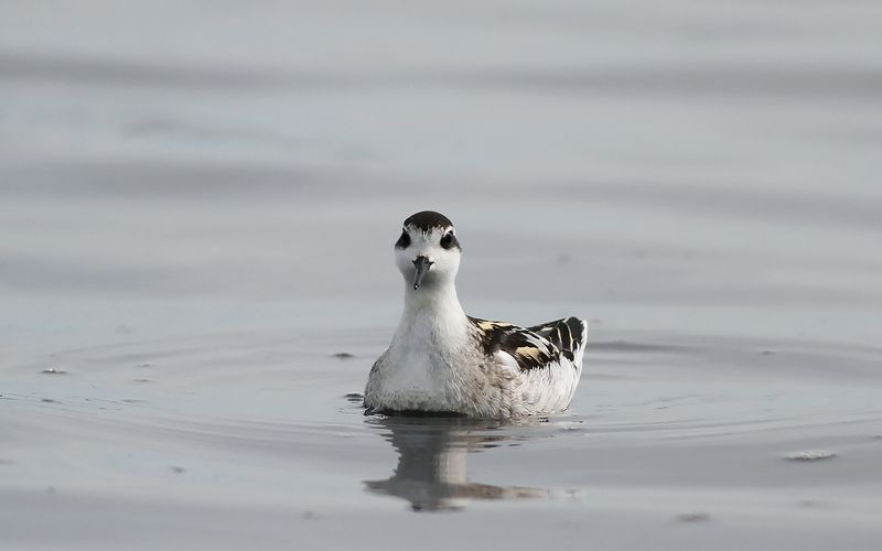 Smalnäbbad simsnäppa - Red-necked Phalarope (Phalaropus lobatus)