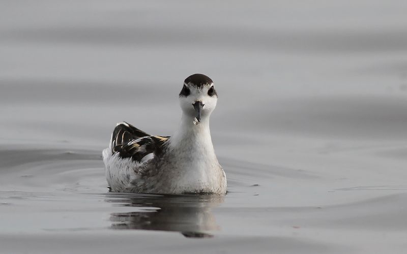 Smalnäbbad simsnäppa - Red-necked Phalarope (Phalaropus lobatus)